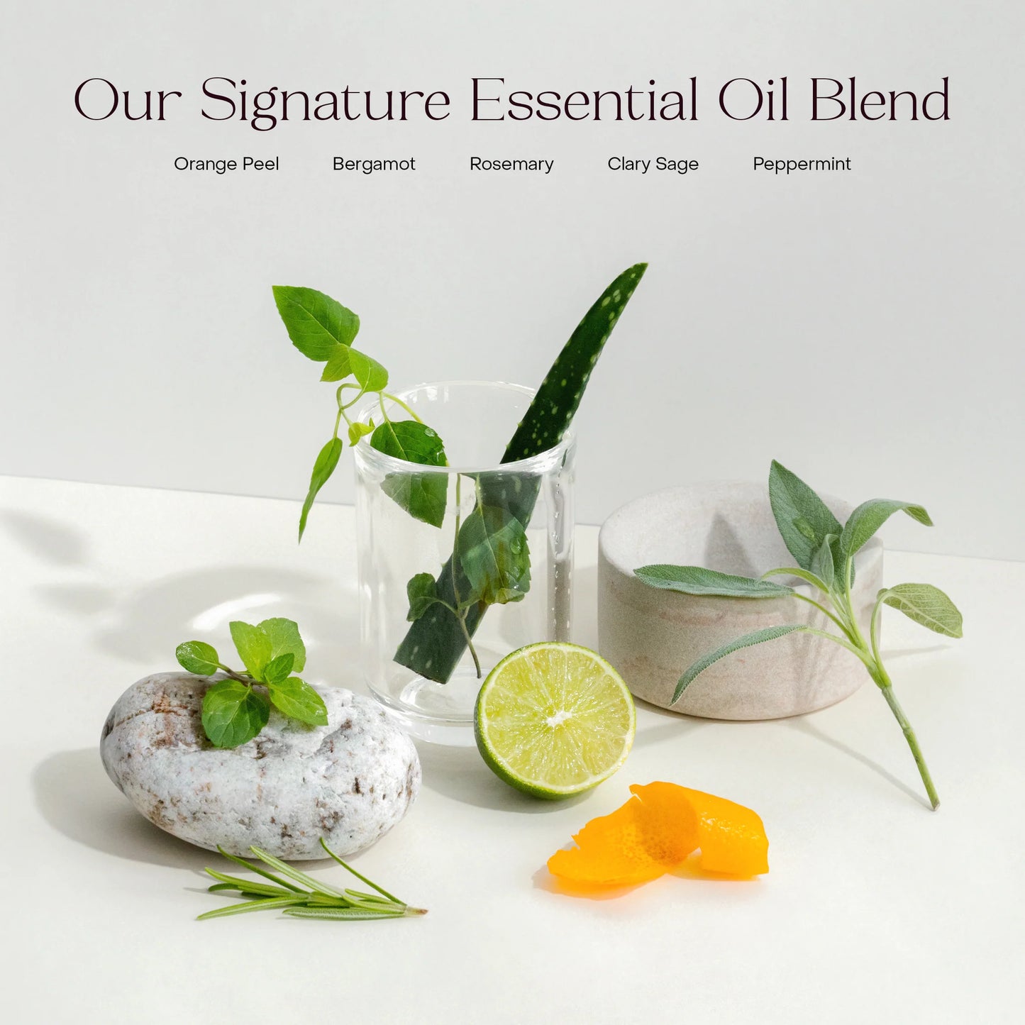 The Deep Conditioning Concentrate | Everist
