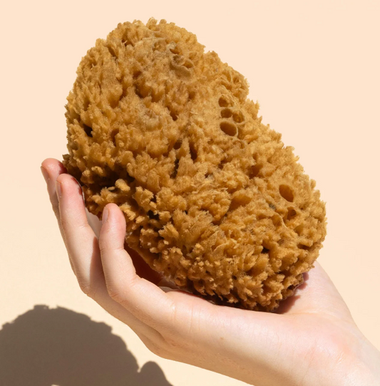 Body Sea Sponge | Wildcraft