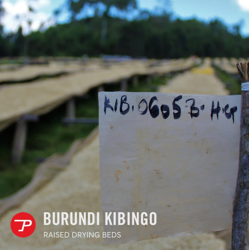 Burundi Kibingo Natural Coffee Beans | Propeller Coffee