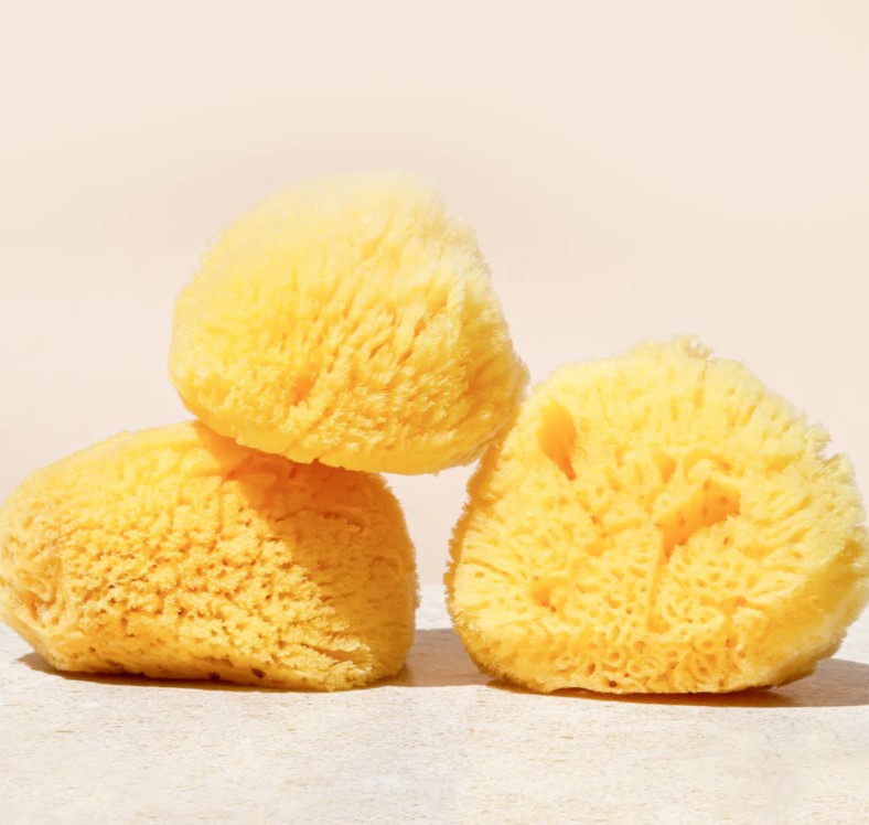 Silk Sea Sponge | Gentle Exfoliator | Wildcraft